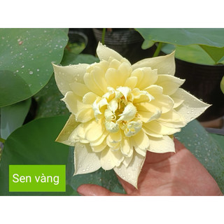 Sen Vàng Autumn in moling