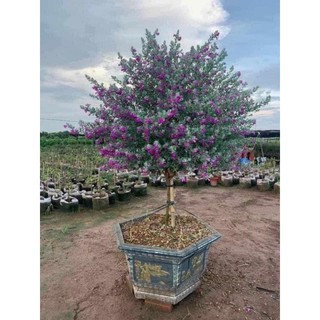 Cây Tuyết Sơn Phi Hồng cây chuẩn bị lên hoa ,cây đang nụ nhỏ