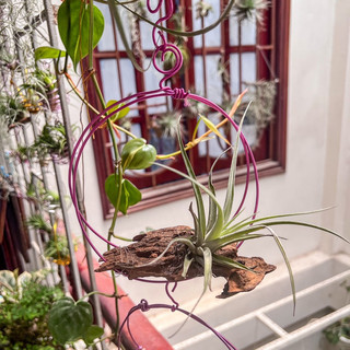 Cây không khí Kim Yến mini
