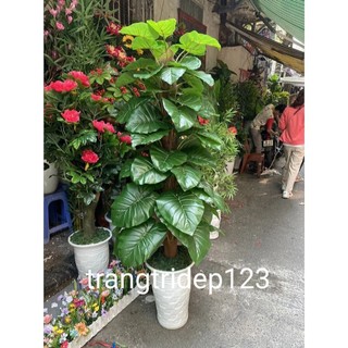 Cây trầu bà cột cây giả lá to thân to loại 1 decor trang trí nhà cửa