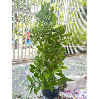 Cây Thần Kỳ đang có trái và hoa (tặng kèm phân bón)