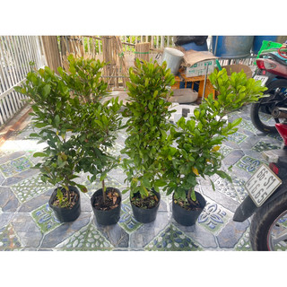 Cây Thần Kỳ đang có trái và hoa (tặng kèm phân bón)