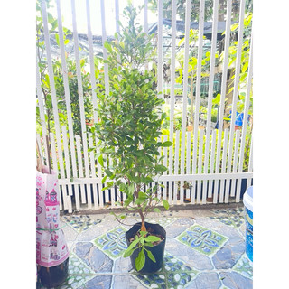 Cây Thần Kỳ đang có trái và hoa (tặng kèm phân bón)