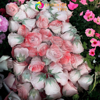 Hoa Nhũ Galaxy (Túi 30 Bông)