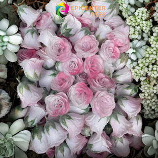 Hoa Nhũ Galaxy (Túi 30 Bông)