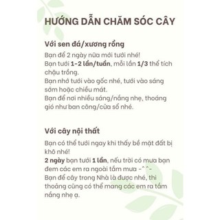 [Sỉ Sen Đá] Combo Sen Đá