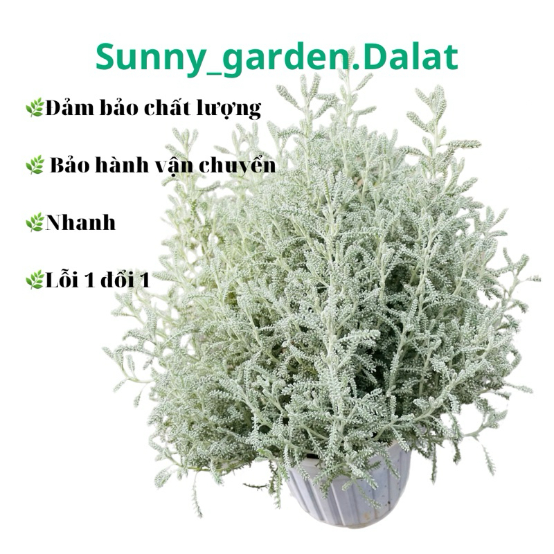 Chậu cứng Santolia - Lavender cotton