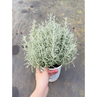 Chậu cứng Santolia - Lavender cotton