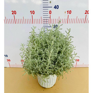Chậu cứng Santolia - Lavender cotton