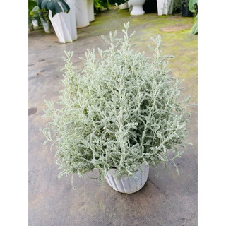 Chậu cứng Santolia - Lavender cotton