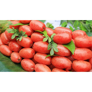Cây nhót ngọt siêu quả