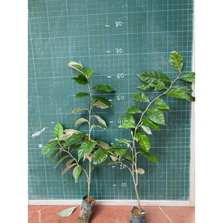 Cây nhót ngọt (nhót trâu) siêu quả