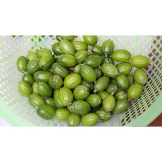 Cây nhót ngọt (nhót trâu) siêu quả