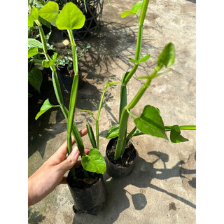 cây chìa vôi 4 cạnh ( tứ diệp)