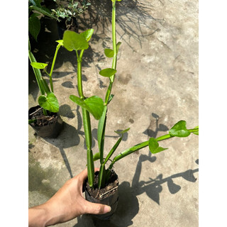 cây chìa vôi 4 cạnh ( tứ diệp)