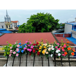 Cây hồng tần cuong cây cao cây hoa cây cảnh nhựa