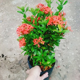 Cây Bông Trang Thái Hoa Đỏ
