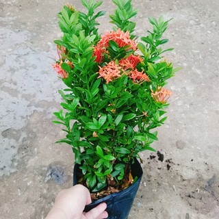 Cây Bông Trang Thái Hoa Đỏ