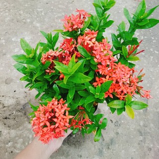 Cây Bông Trang Thái Hoa Đỏ