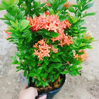 Cây Bông Trang Thái Hoa Đỏ