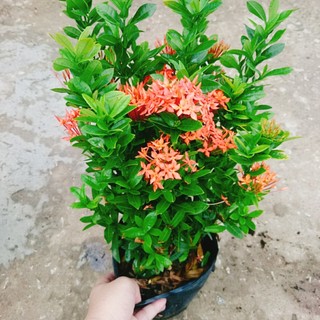 Cây Bông Trang Thái Hoa Đỏ
