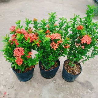 Cây Bông Trang Thái Hoa Đỏ