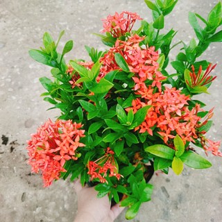Cây Bông Trang Thái Hoa Đỏ