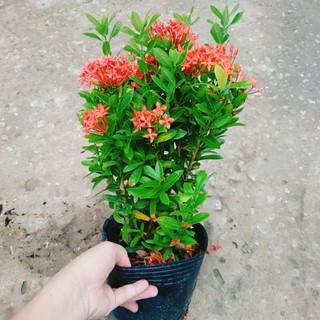 Cây Bông Trang Thái Hoa Đỏ