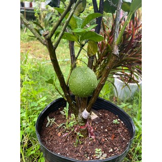 Cây Bưởi da xanh chuẩn cây chuẩn giống