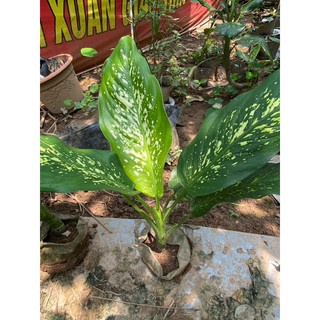 Chậu cây vạn niên thanh