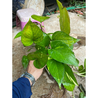 Cây trầu bà sữa và cây trầu bà leo cột