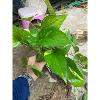 Cây trầu bà sữa và cây trầu bà leo cột
