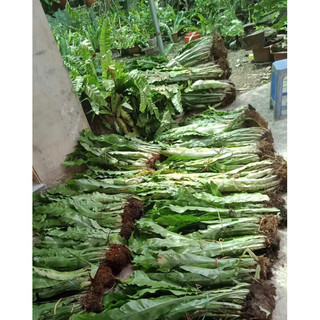 Cây tổ quạ giống -5 cây tặng 1 cây