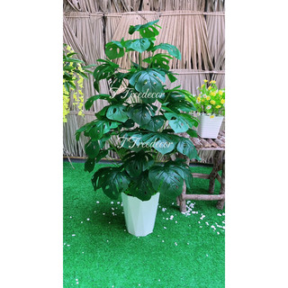 Cây giả, Cây trầu bà lá xẻ, cây trầu bà 1m4, Bán vốn lấy đánh giá trầu bà lá xẻ 3 thân kèm chậu phủ cỏ