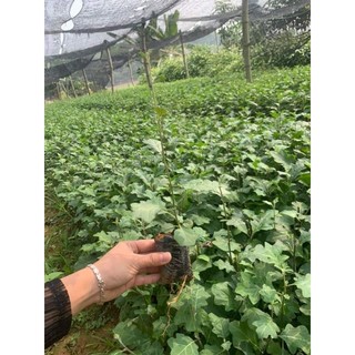Cây giống dược liệu cà gai leo