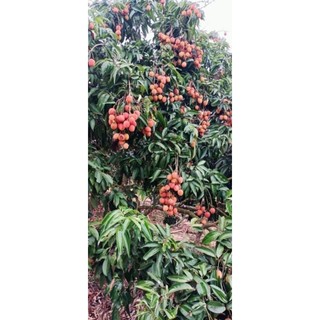 Cây giống vải u hồng ( vải chín sớm)