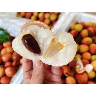 Cây giống vải u hồng ( vải chín sớm)