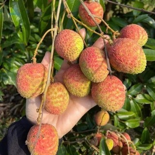 Cây giống vải u hồng ( vải chín sớm)