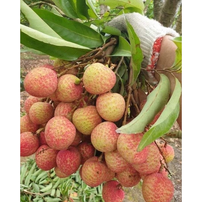 Cây giống vải u hồng ( vải chín sớm)