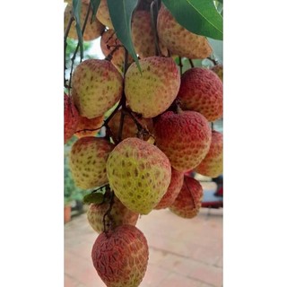 Cây giống vải u hồng ( vải chín sớm)