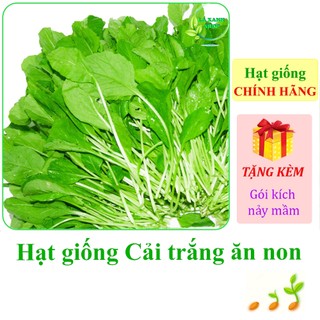Hạt giống Cải trắng ăn non Rạng Đông Rado 207 - Hàng chính hãng