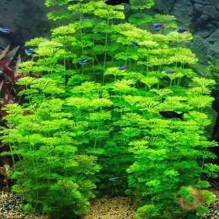 [15 nhánh] cây thủy sinh Tiểu Bảo Tháp trang trí bể cá cảnh