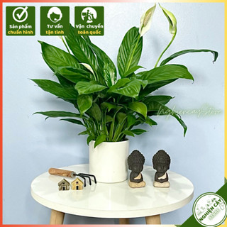 Cây Lan Ý để bàn, lọc không khí, hấp thụ khí độc, bức xạ thiết bị điện tử, làm quà tặng