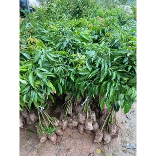 Cây giống vải u hồng ( vải chín sớm)