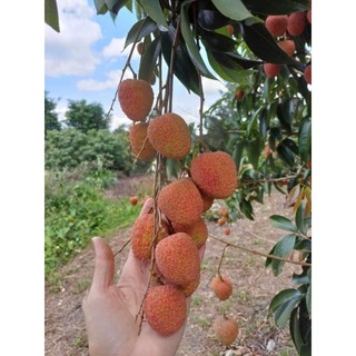 Cây giống vải u hồng ( vải chín sớm)