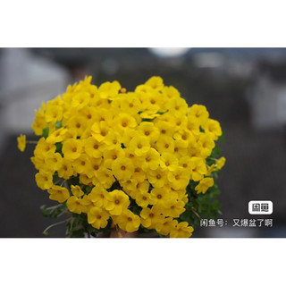 Củ hoa oxalis tổng hợp, dòng hoa sớm