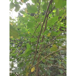 cành lá dâu tằm tươi