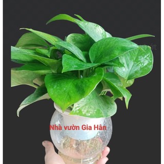 Cây trầu bà thủy sinh,vạn niên thanh (kèm chậu nhựa trắng trong suốt) SLL*45k