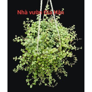 Vảy rồng giỏ treo( dầm mưa dãi nắng)