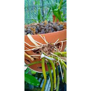 Combo 25 túi Phân dê 20cm đã qua xử lý